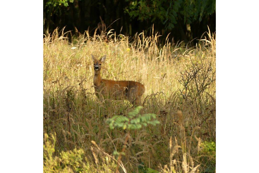 FOTO: Kam do prírody v Rači? Navštívte Malú Baňu, Vypálenisko či vodnú nádrž Vajspeter , foto 6
