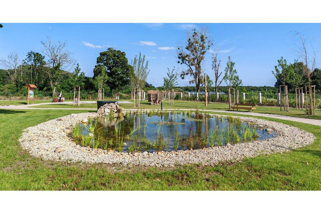 FOTO: V jazierku ekocentra v Čuňove začínajú kvitnúť lekná, foto 3