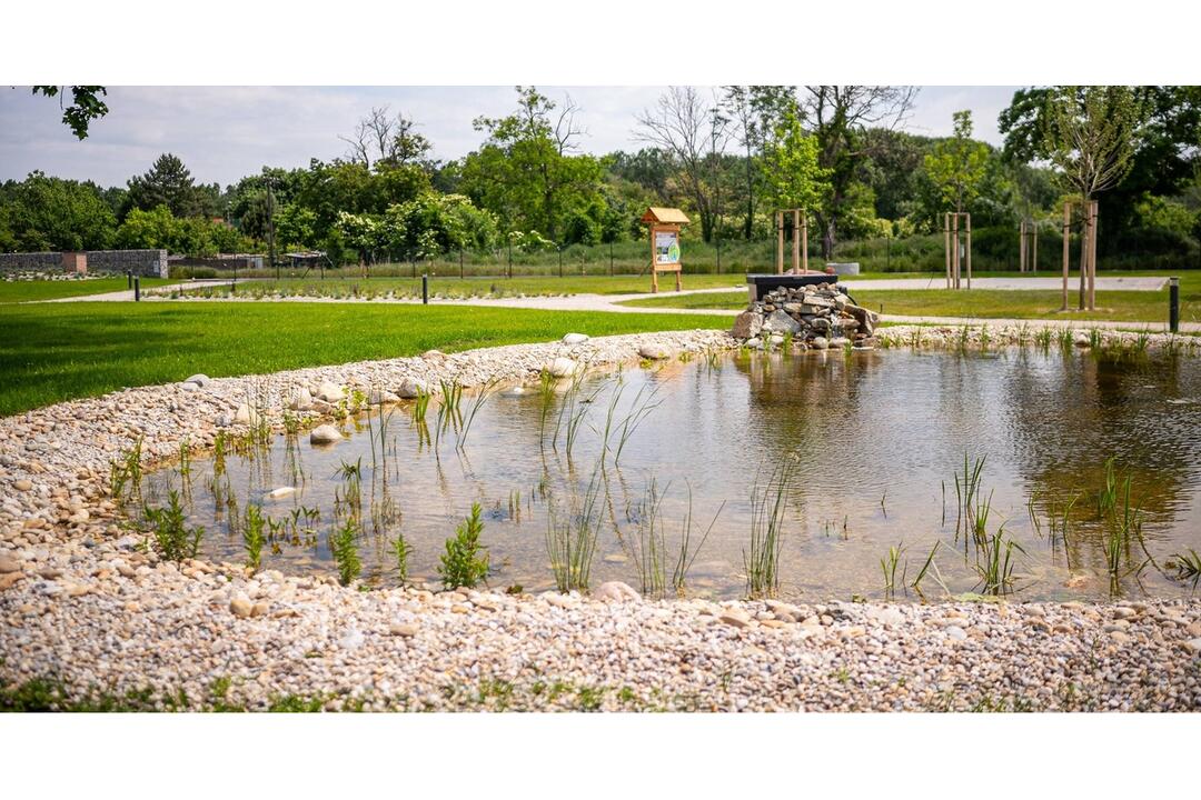 FOTO: V jazierku ekocentra v Čuňove začínajú kvitnúť lekná, foto 4