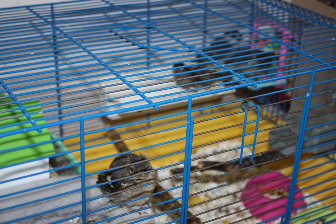 FOTO: V Dunajskej Lužnej funguje občianske združenie ProAvis, ktoré zachraňuje vtáčikov, foto 3