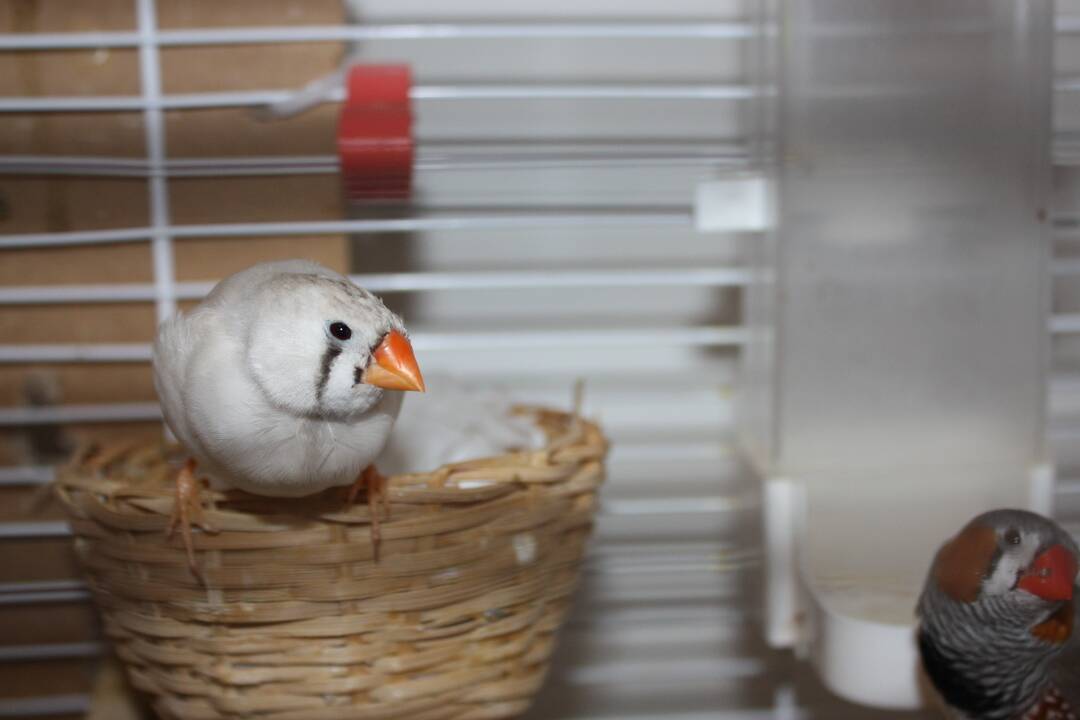 FOTO: V Dunajskej Lužnej funguje občianske združenie ProAvis, ktoré zachraňuje vtáčikov, foto 6