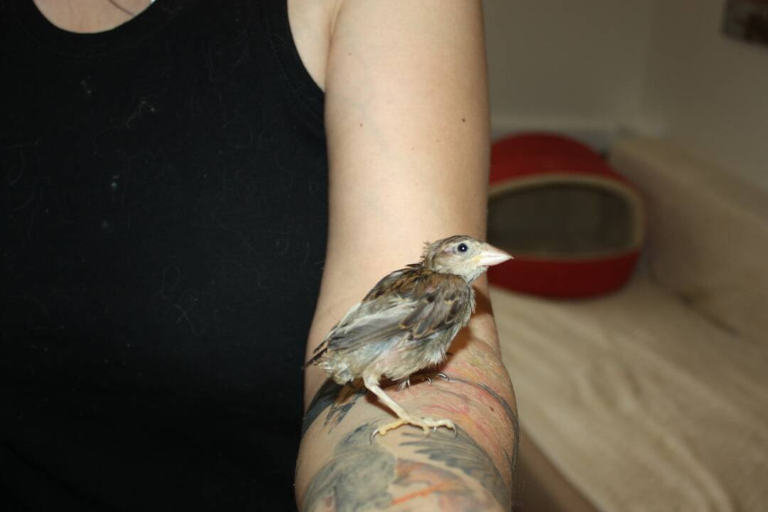 FOTO: V Dunajskej Lužnej funguje občianske združenie ProAvis, ktoré zachraňuje vtáčikov, foto 16