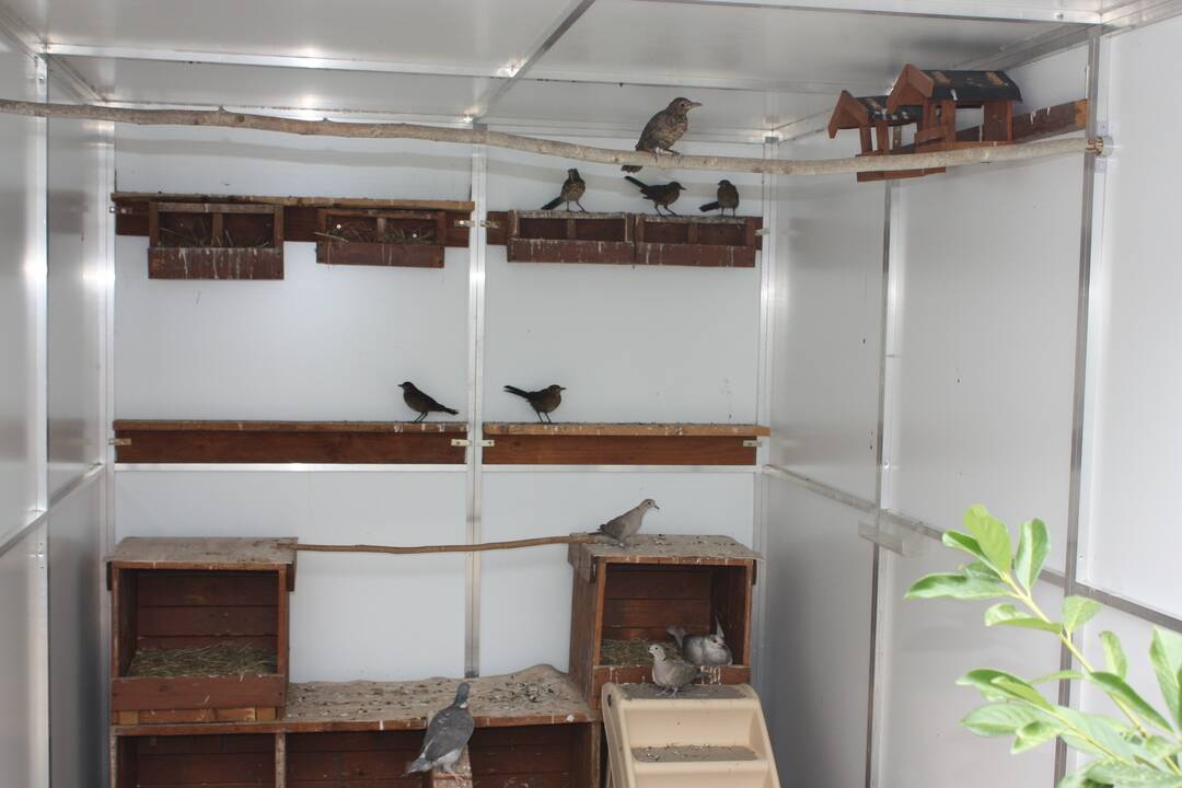 FOTO: V Dunajskej Lužnej funguje občianske združenie ProAvis, ktoré zachraňuje vtáčikov, foto 27