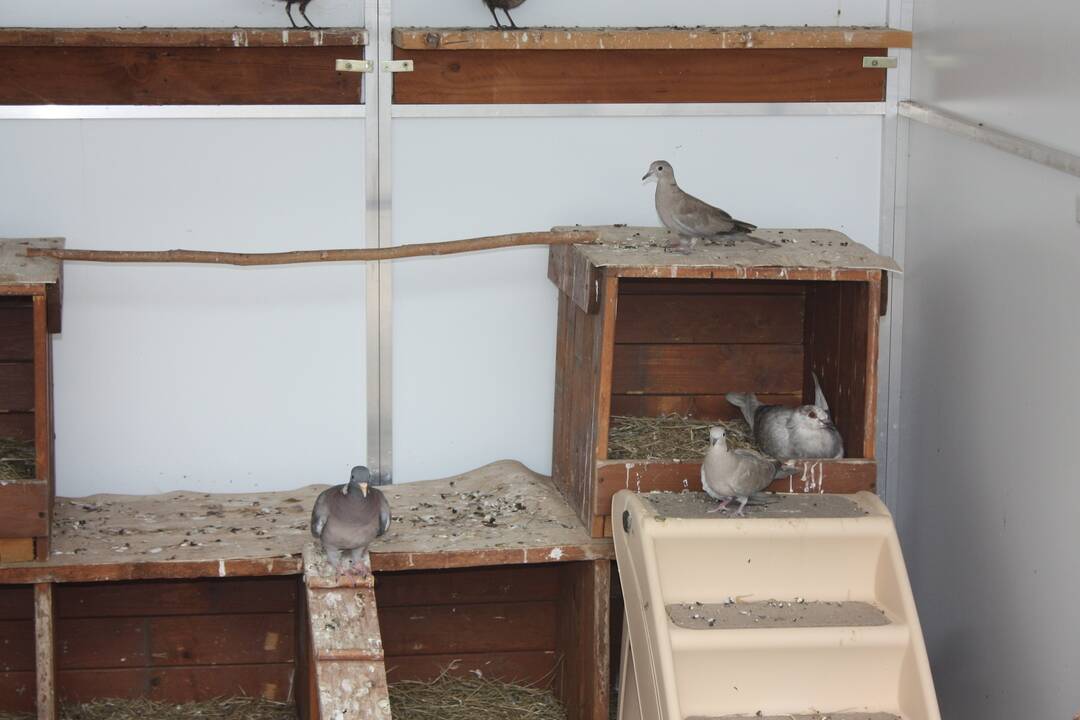 FOTO: V Dunajskej Lužnej funguje občianske združenie ProAvis, ktoré zachraňuje vtáčikov, foto 28