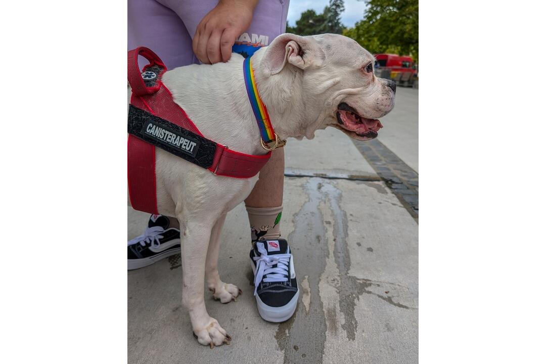 FOTO: Dúhového Pridu sa v Bratislave zúčastnili aj domáci miláčikovia, foto 2