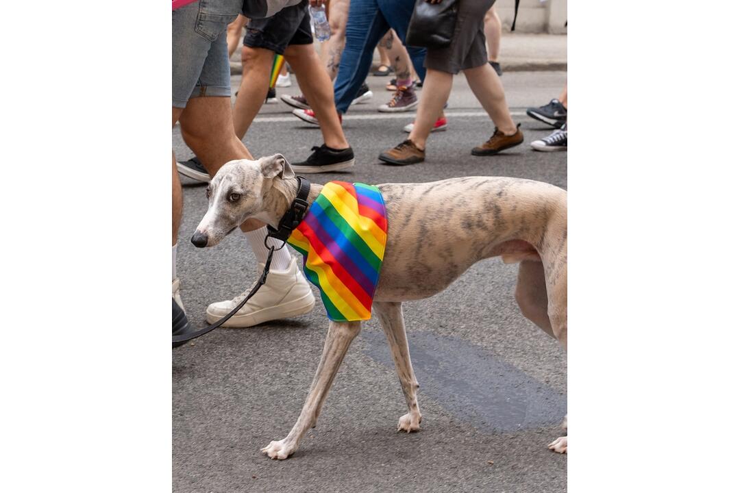 FOTO: Dúhového Pridu sa v Bratislave zúčastnili aj domáci miláčikovia, foto 3