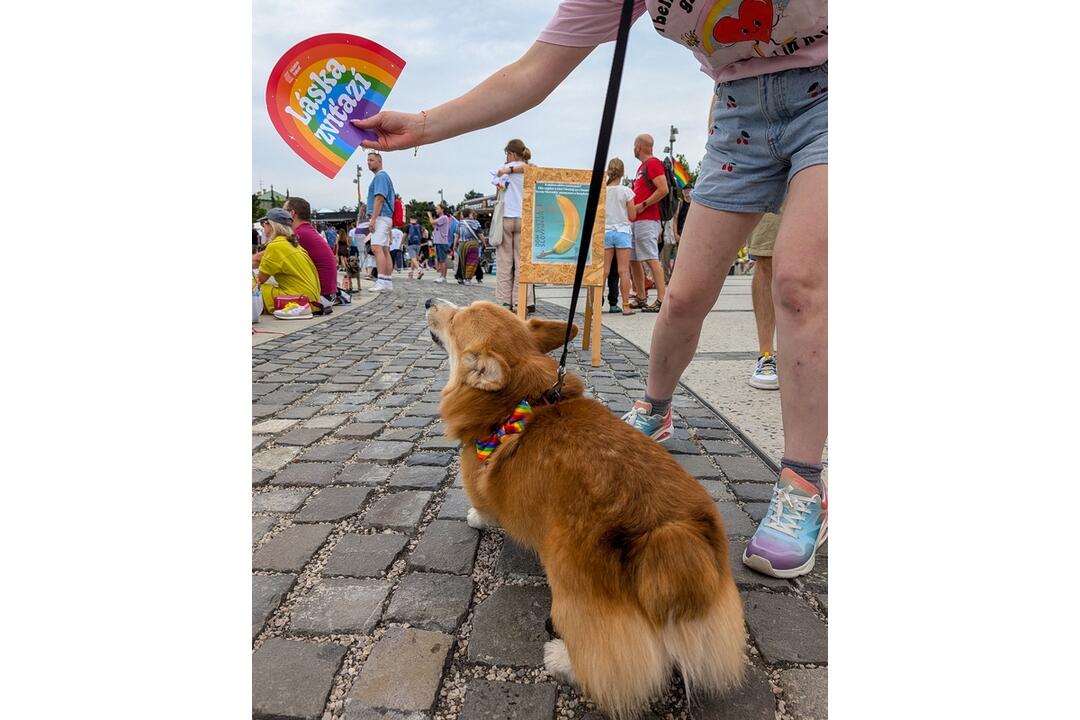 FOTO: Dúhového Pridu sa v Bratislave zúčastnili aj domáci miláčikovia, foto 4