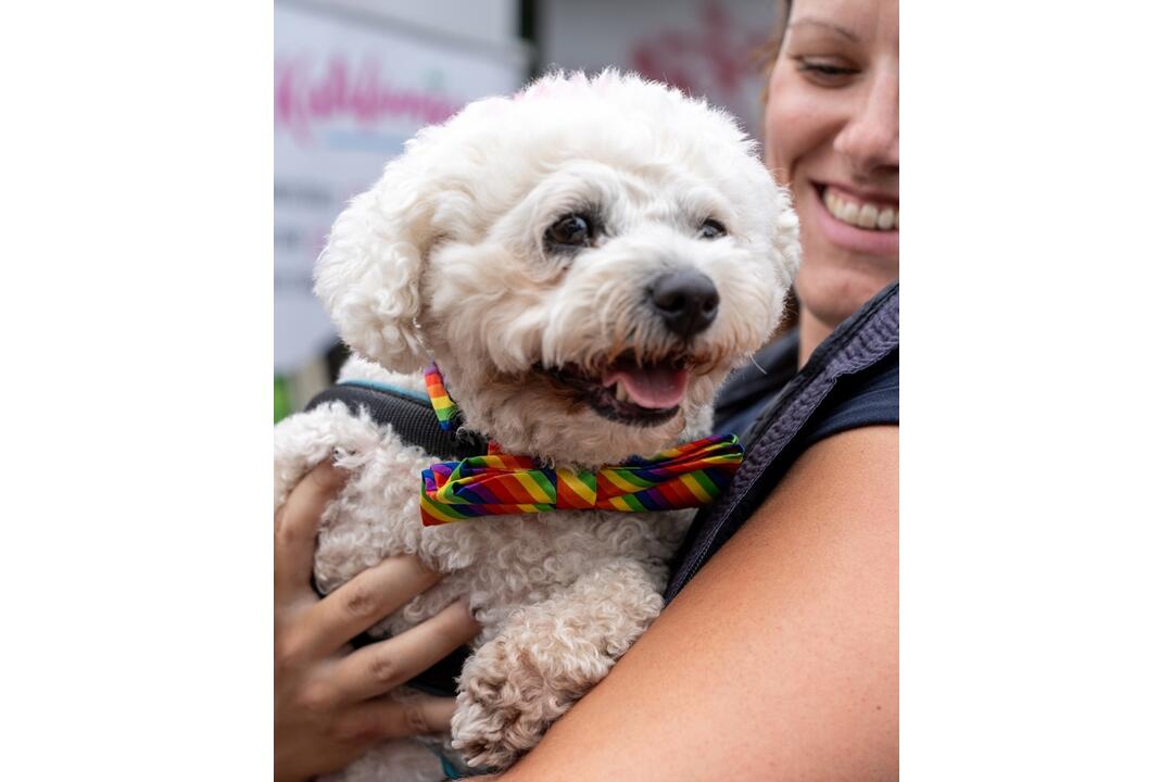 FOTO: Dúhového Pridu sa v Bratislave zúčastnili aj domáci miláčikovia, foto 5