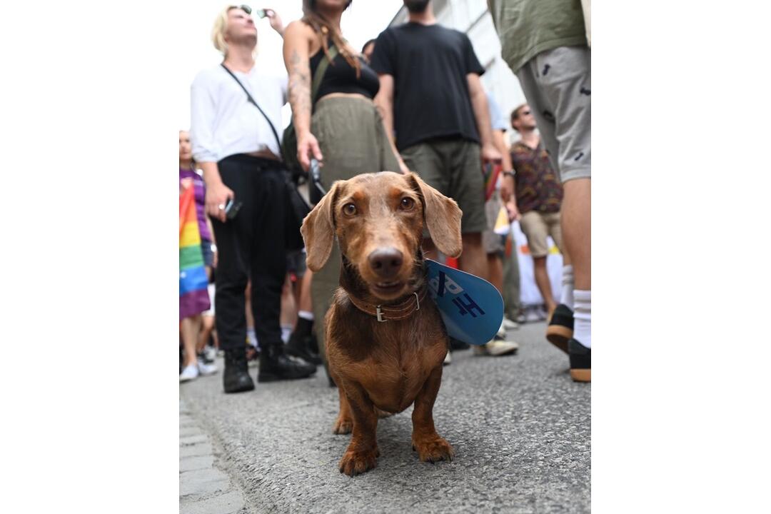 FOTO: Dúhového Pridu sa v Bratislave zúčastnili aj domáci miláčikovia, foto 7