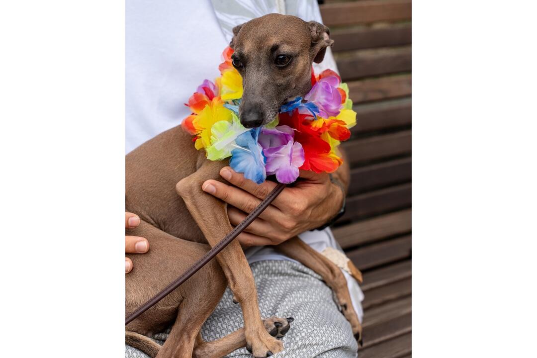 FOTO: Dúhového Pridu sa v Bratislave zúčastnili aj domáci miláčikovia, foto 8