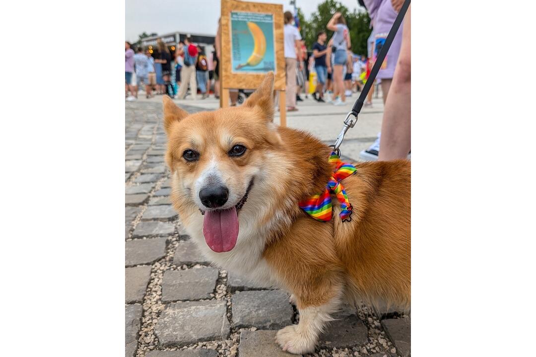 FOTO: Dúhového Pridu sa v Bratislave zúčastnili aj domáci miláčikovia, foto 9