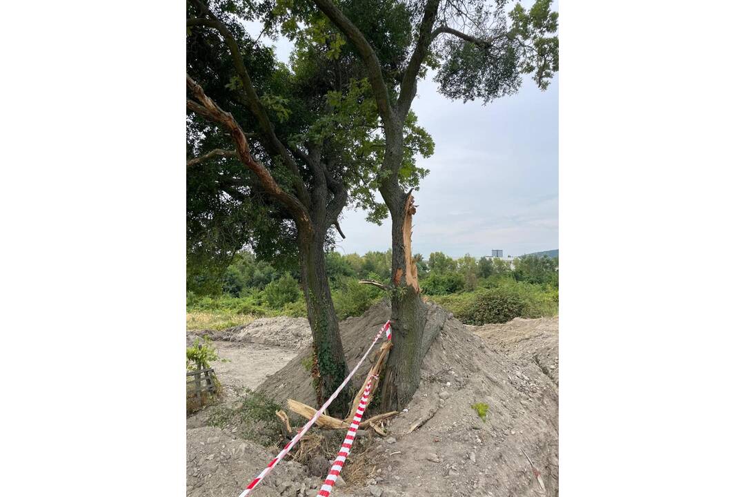 FOTO: Obyvatelia Rače tvrdia, že BVS zničila pri výkopových prácach strom, foto 1
