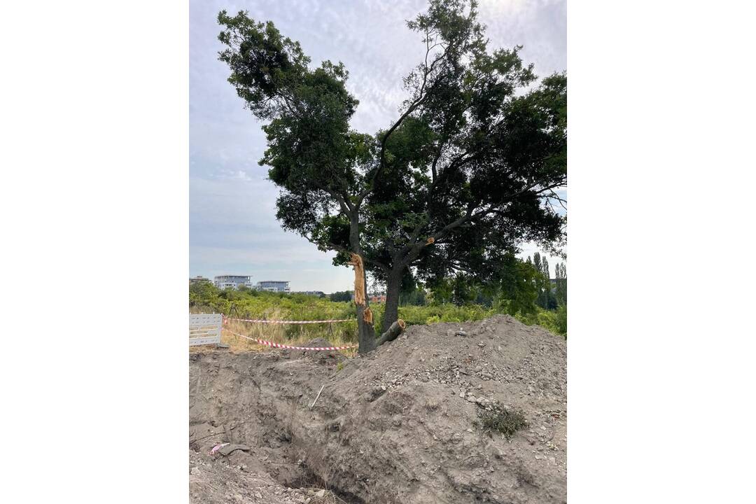 FOTO: Obyvatelia Rače tvrdia, že BVS zničila pri výkopových prácach strom, foto 3