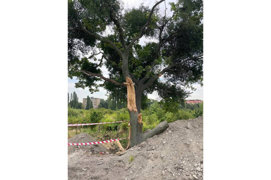FOTO: Obyvatelia Rače tvrdia, že BVS zničila pri výkopových prácach strom, foto 4