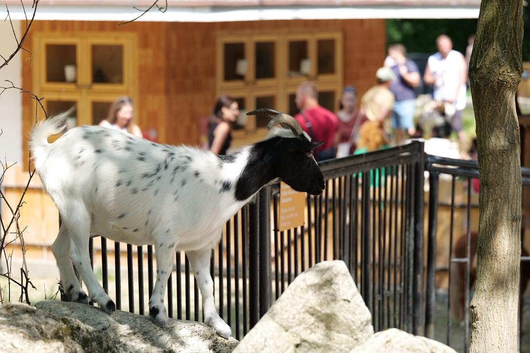 FOTO: V bratislavskej ZOO otvorili nový Gazdovský dvor. Deti si môžu prísť pohladkať kontaktné kozičky , foto 5