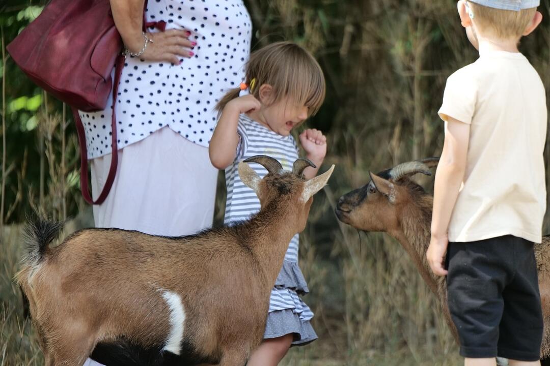 FOTO: V bratislavskej ZOO otvorili nový Gazdovský dvor. Deti si môžu prísť pohladkať kontaktné kozičky , foto 7