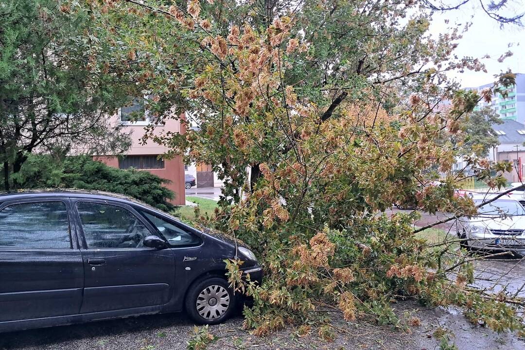 FOTO: V Bratislave v piatok vyčíňal silný vietor, foto 8