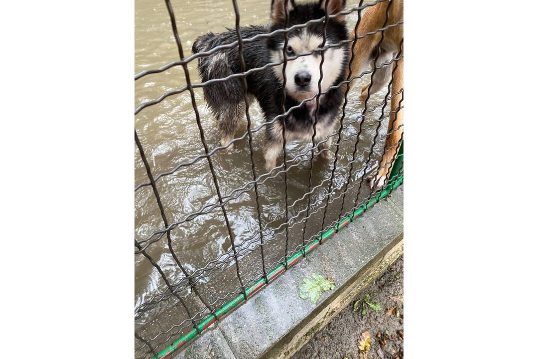 FOTO: Slobodu zvierat zaplavila voda, na výbehy spadol strom, foto 1