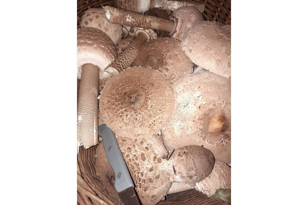 FOTO: Hubárske úlovky v okolí Bratislavy, foto 1