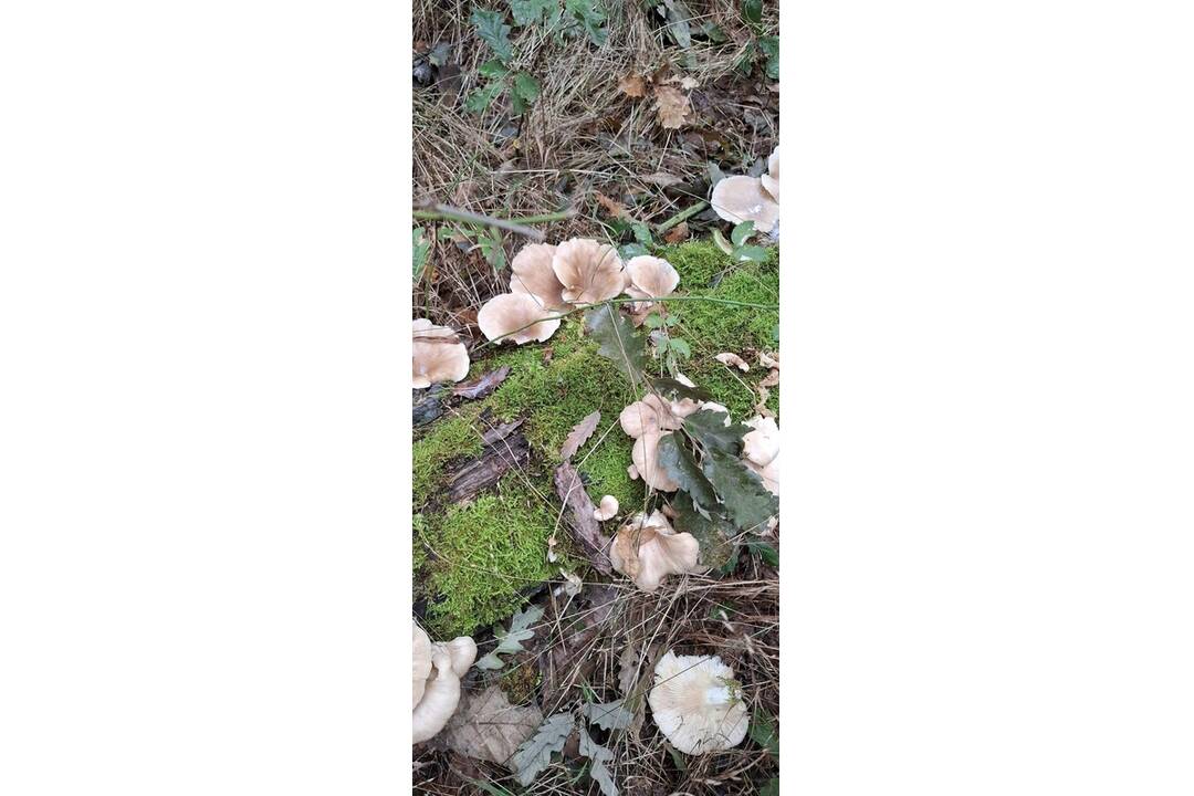 FOTO: Hubárske úlovky v okolí Bratislavy, foto 6