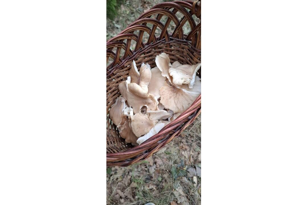 FOTO: Hubárske úlovky v okolí Bratislavy, foto 7