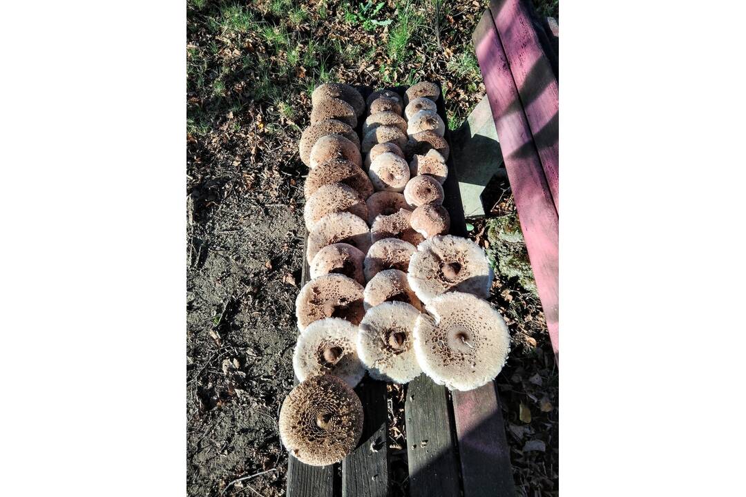 FOTO: Hubárske úlovky v okolí Bratislavy, foto 8