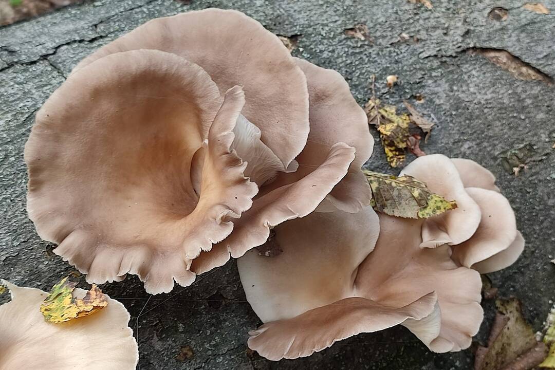 FOTO: Hubárske úlovky v okolí Bratislavy, foto 10