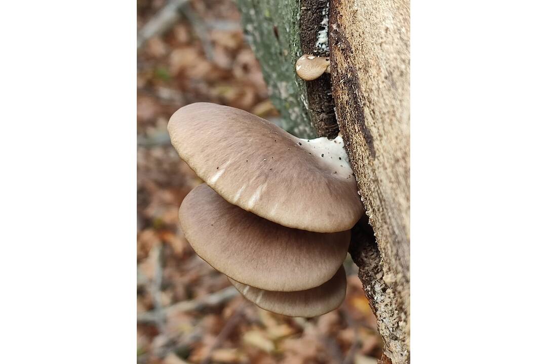 FOTO: Hubárske úlovky v okolí Bratislavy, foto 11