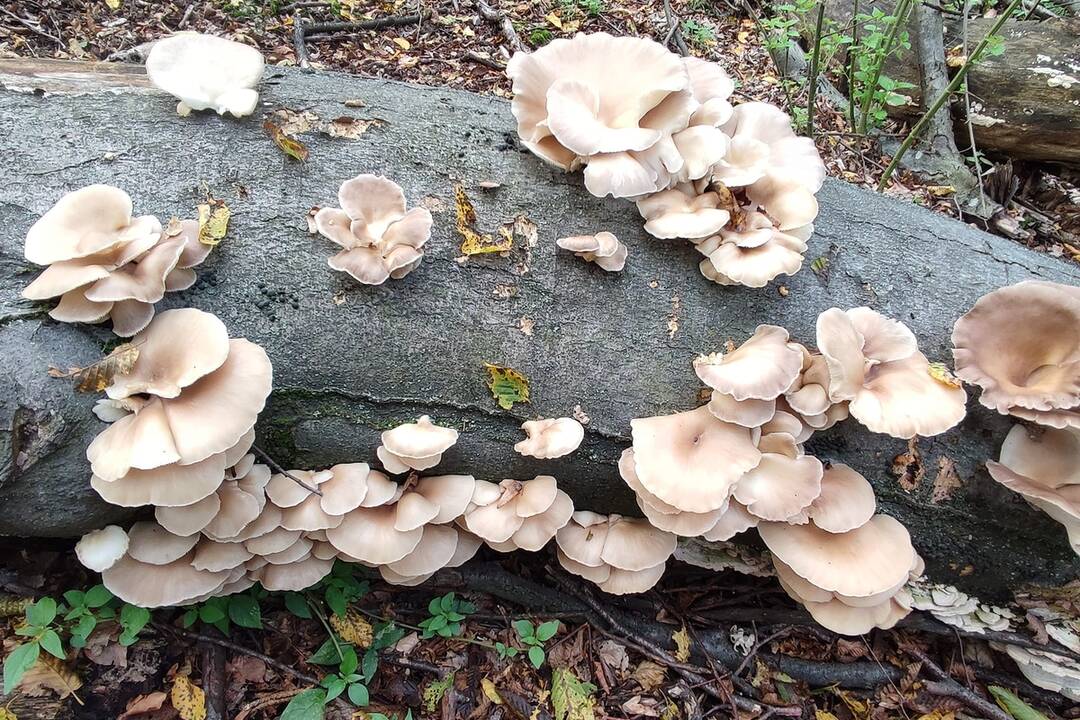 FOTO: Hubárske úlovky v okolí Bratislavy, foto 13