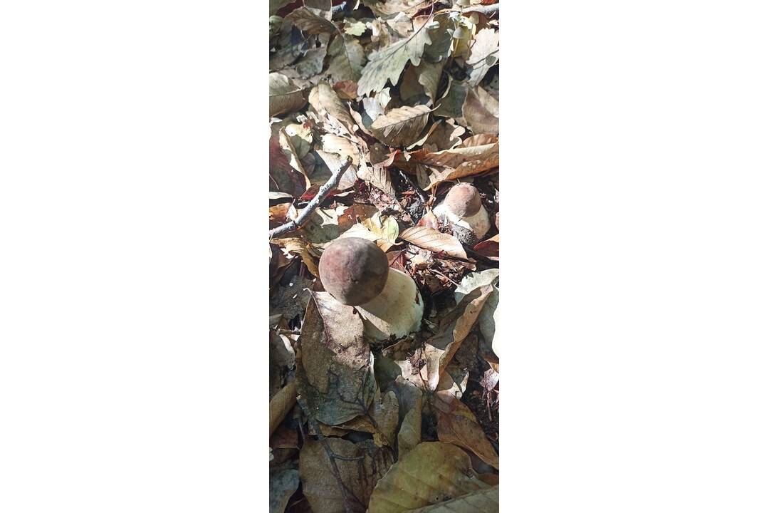 FOTO: Okolo Bratislavy nájdete nielen bedle, ale aj vatovce, či dubáky, foto 1