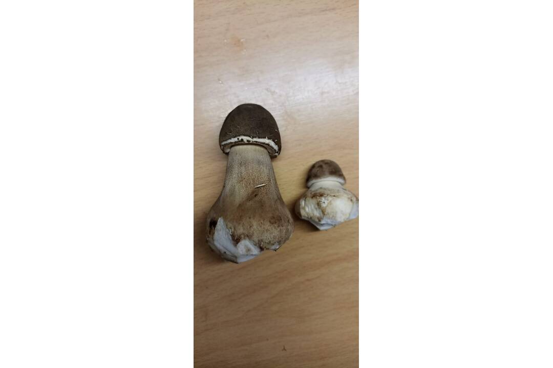 FOTO: Okolo Bratislavy nájdete nielen bedle, ale aj vatovce, či dubáky, foto 2