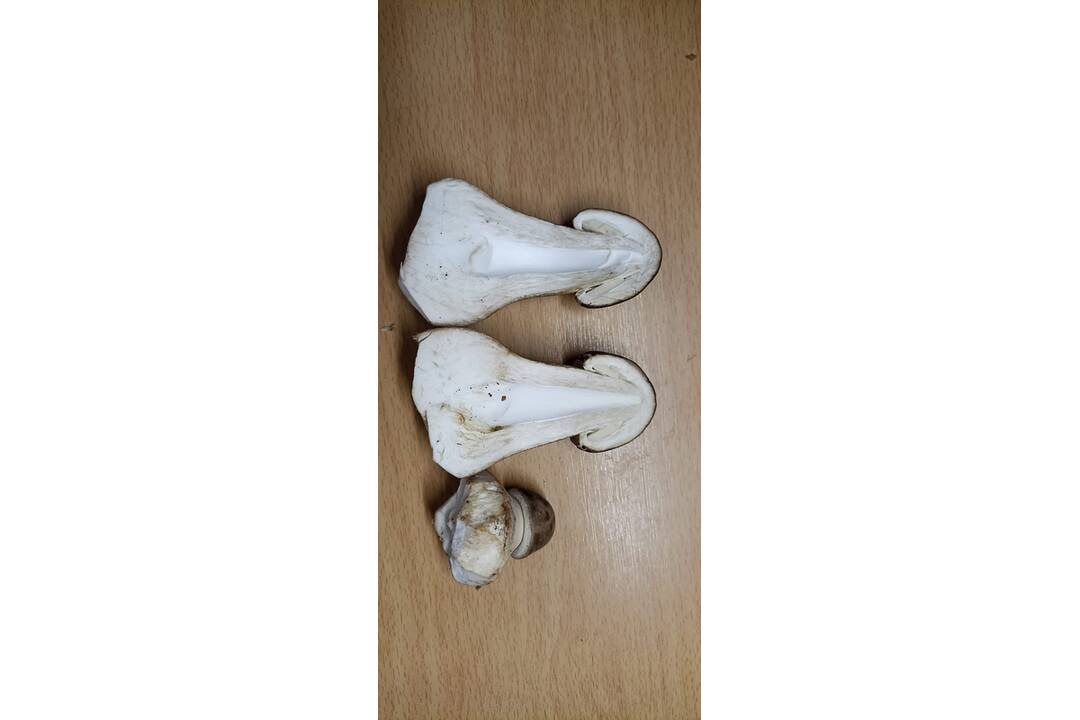 FOTO: Okolo Bratislavy nájdete nielen bedle, ale aj vatovce, či dubáky, foto 3