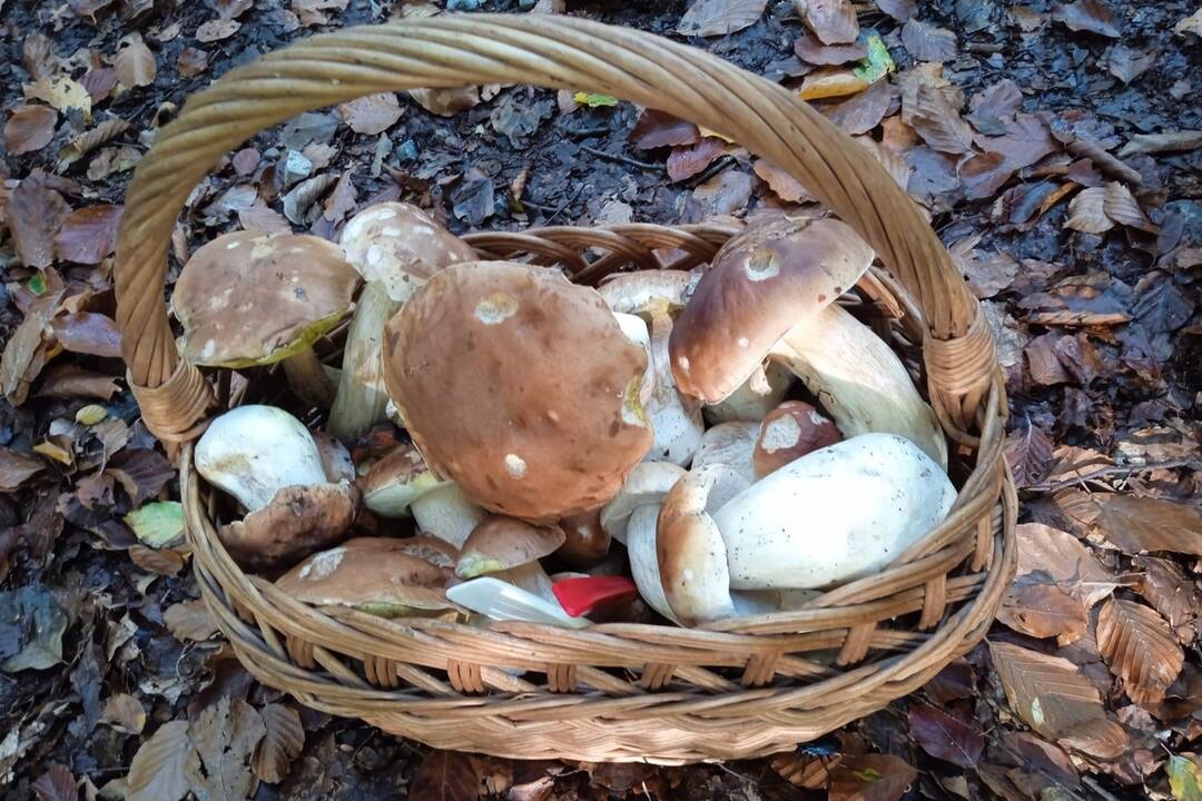 FOTO: Okolo Bratislavy nájdete nielen bedle, ale aj vatovce, či dubáky, foto 5