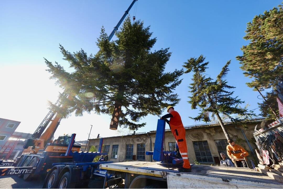 FOTO: Takto prevážali a stavali tohtoročný vianočný stromček v centre Bratislavy, foto 5