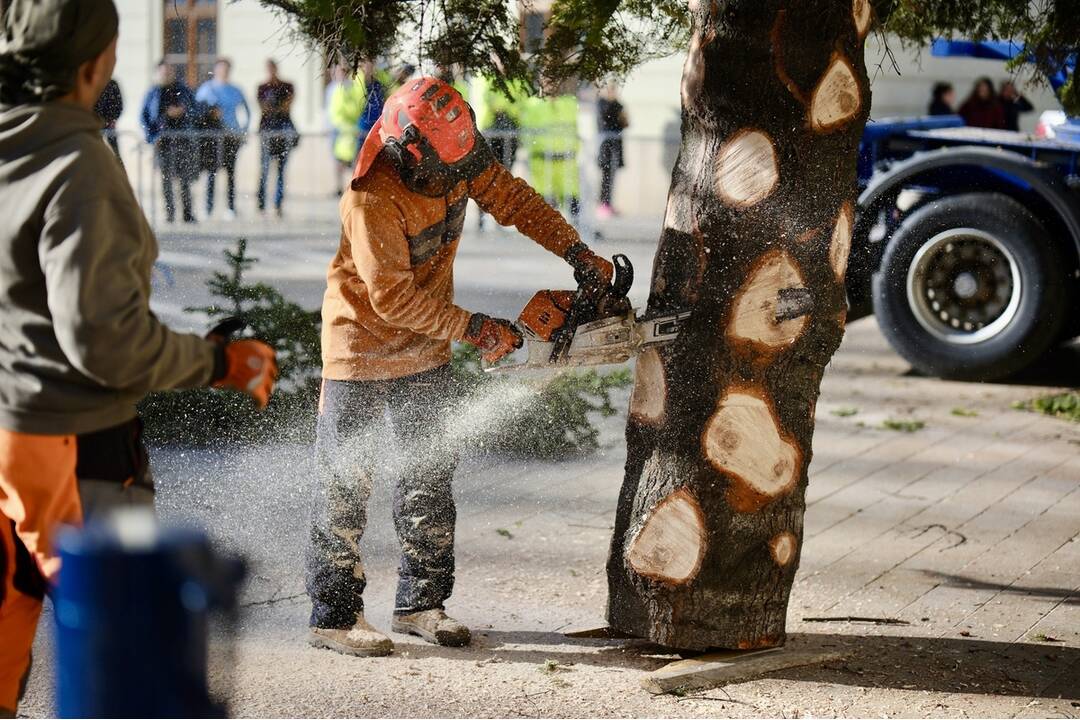 FOTO: Takto prevážali a stavali tohtoročný vianočný stromček v centre Bratislavy, foto 7