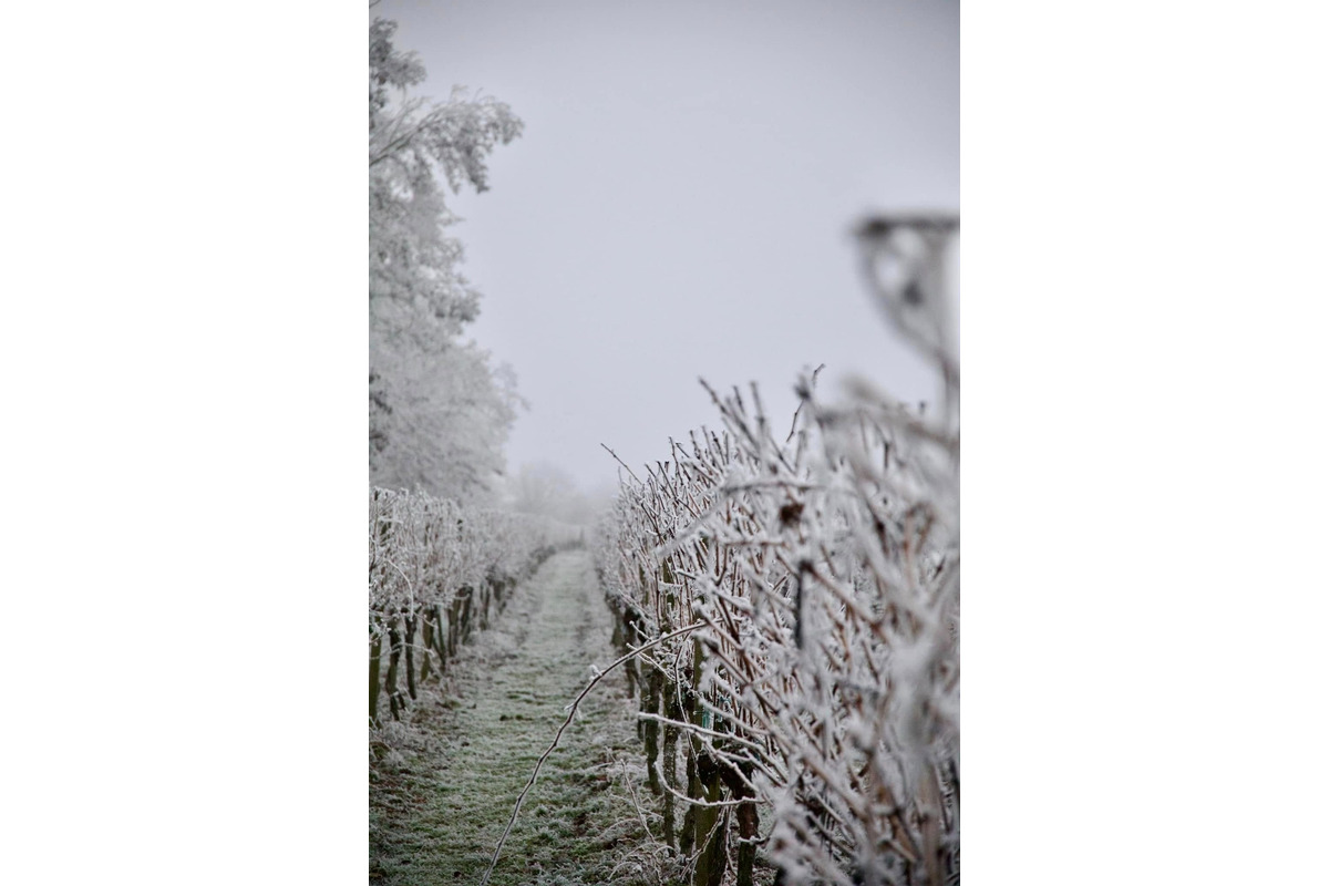 FOTO: Zima vymaľovala Vinohrady v Rači. Vyzerajú ako z Mrázika, foto 2