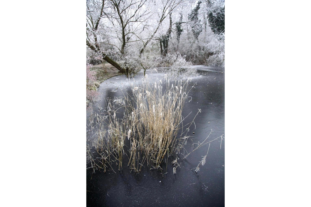 FOTO: Zima vymaľovala Vinohrady v Rači. Vyzerajú ako z Mrázika, foto 4
