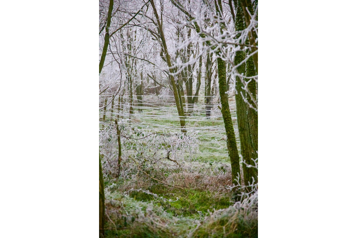 FOTO: Zima vymaľovala Vinohrady v Rači. Vyzerajú ako z Mrázika, foto 7