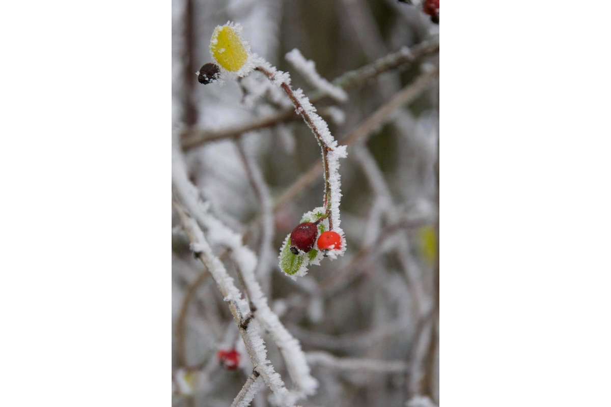 FOTO: Zima vymaľovala Vinohrady v Rači. Vyzerajú ako z Mrázika, foto 8