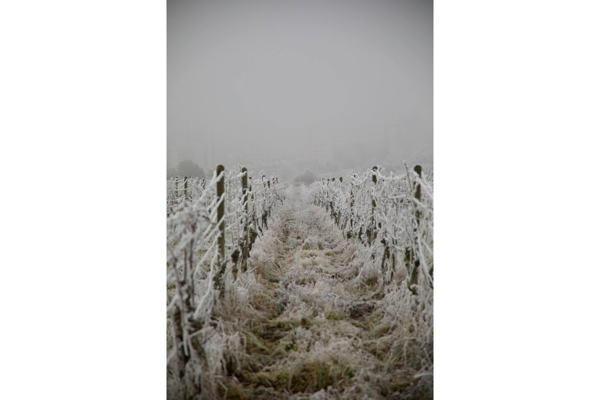 FOTO: Zima vymaľovala Vinohrady v Rači. Vyzerajú ako z Mrázika, foto 9