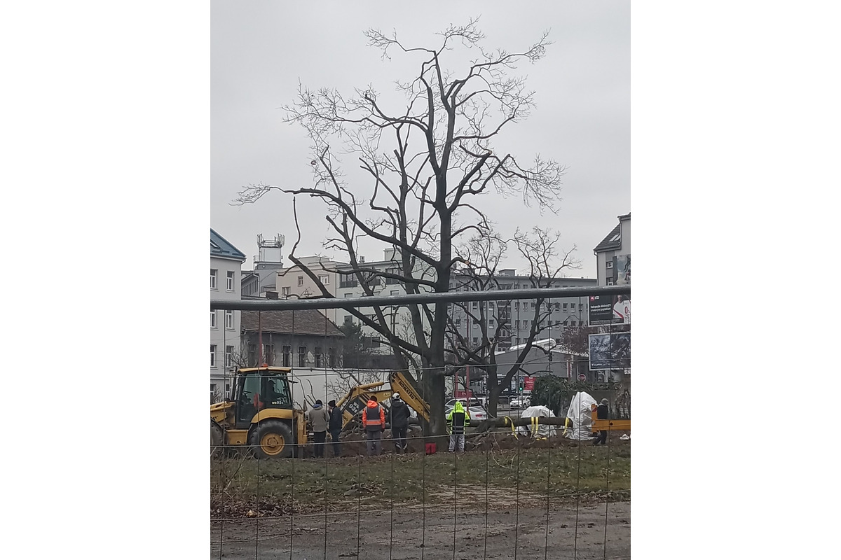 FOTO: Nelegálny výrub stromov na Šancovej ulici , foto 1