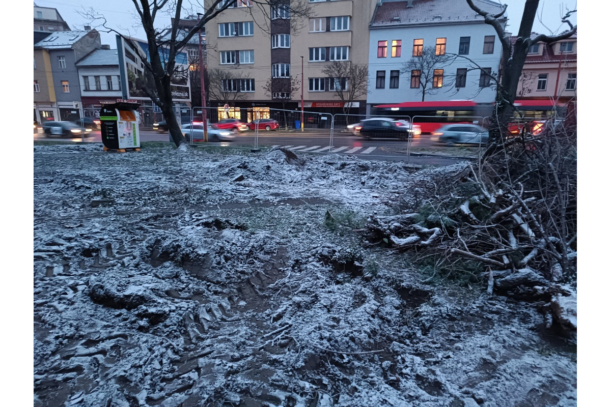 FOTO: Nelegálny výrub stromov na Šancovej ulici , foto 3
