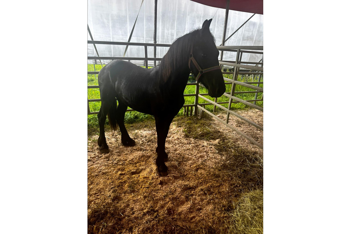 FOTO: Cirkus Aleš, foto 3