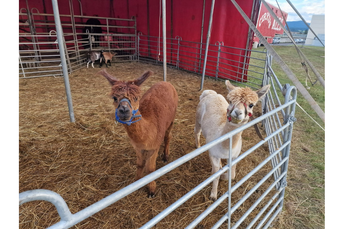 FOTO: Cirkus Aleš, foto 4