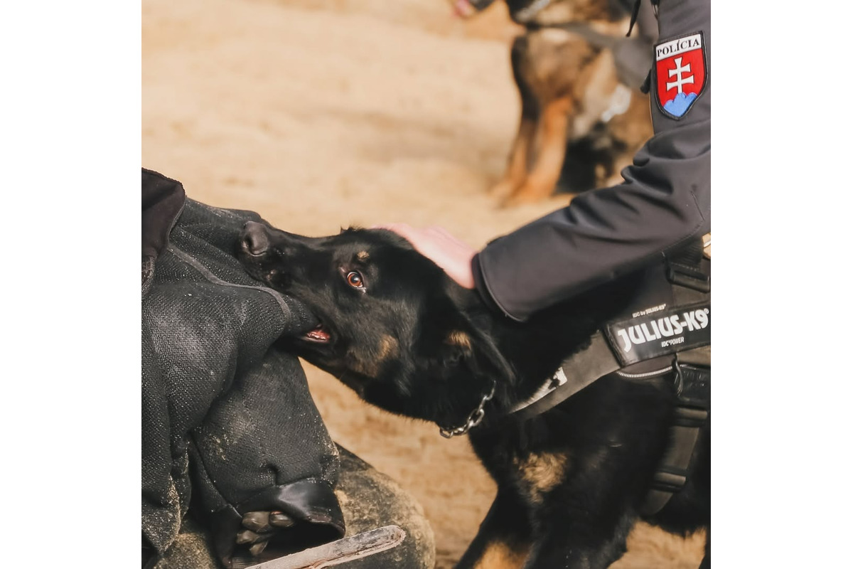 FOTO: Výcvik policajných zvierat, foto 2