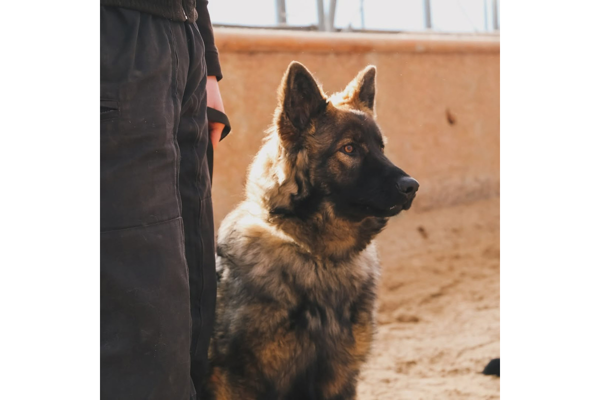 FOTO: Výcvik policajných zvierat, foto 3
