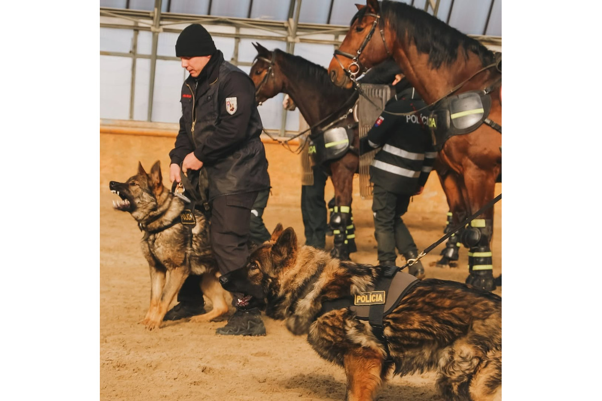 FOTO: Výcvik policajných zvierat, foto 5