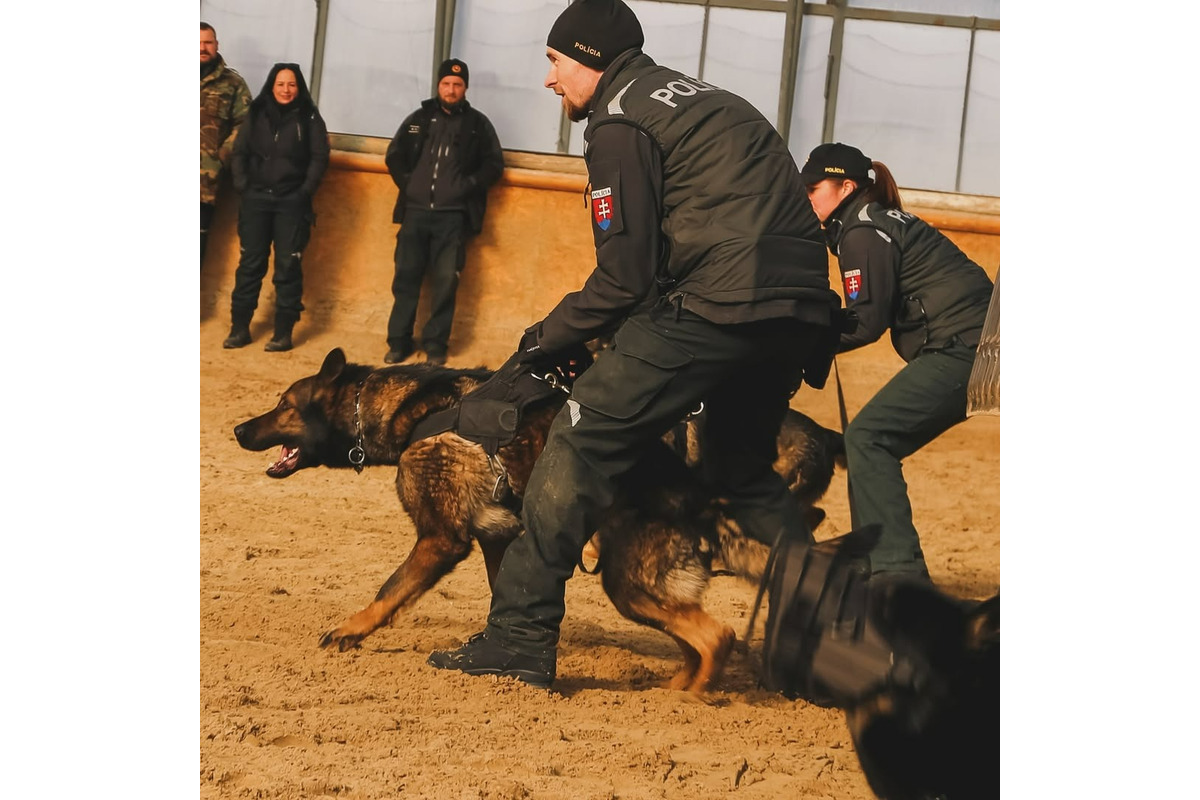 FOTO: Výcvik policajných zvierat, foto 6