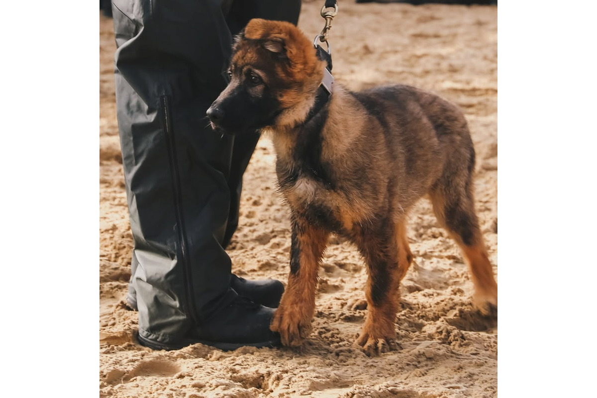 FOTO: Výcvik policajných zvierat, foto 7