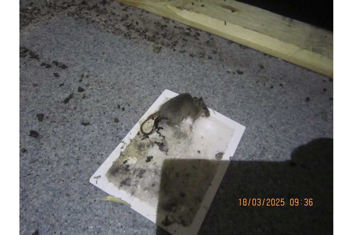 FOTO: Inšpektori kontrolovali predajne potravín. Našli v nich pleseň, mŕtve hlodavce aj trus v potravinách, foto 6